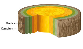 Image explains the structure of a tree