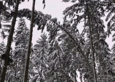 Snow-covered trees and snowfall in a climbing forest